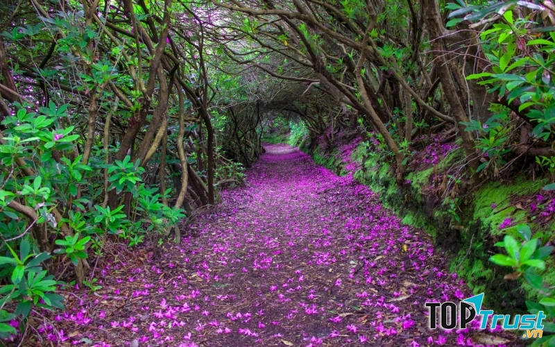 Đến mùa trổ hoa, đỗ quyên mang lại sắc tím ngọt ngào