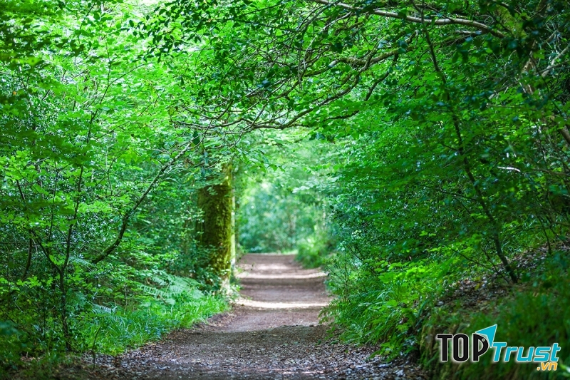 Những mùa khác trong năm, hàng cây đỗ quyên xah mướt ngập tràn ánh nắng