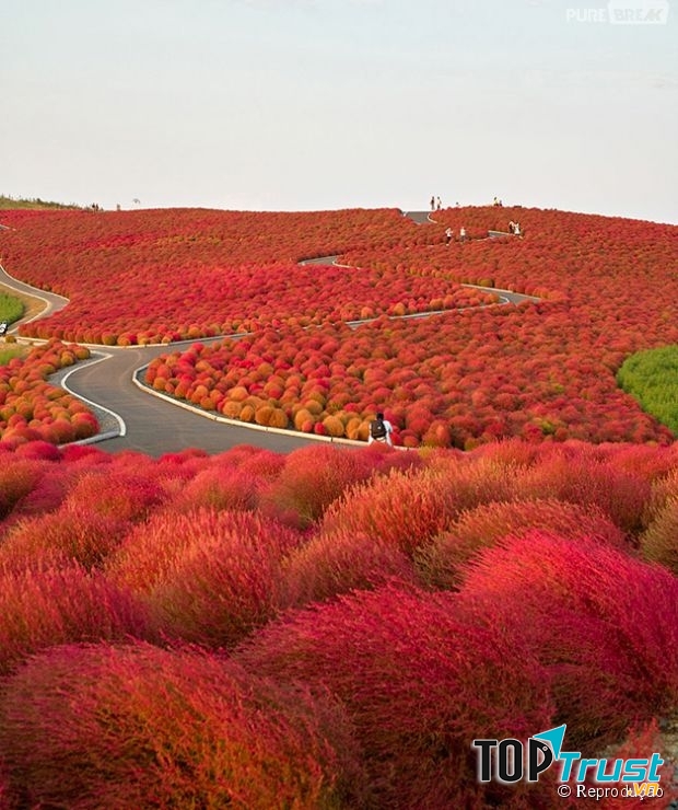 Sắc hoa phủ kín không thấy lối ra