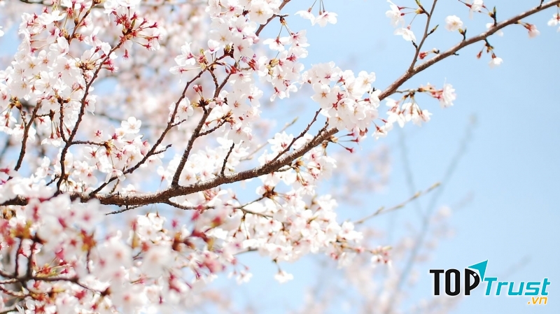 Sắc hoa hồng phấn tạo nên cảm giác dễ chịu