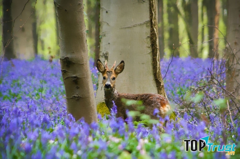 Bạn còn có cơ hôi được nhìn ngắm những loài động vật hoang dã nữa đấy