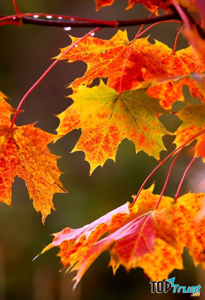 Màu là ươm màu nắng rực rỡ