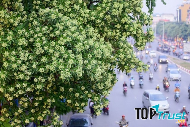 Đường Nguyễn Du