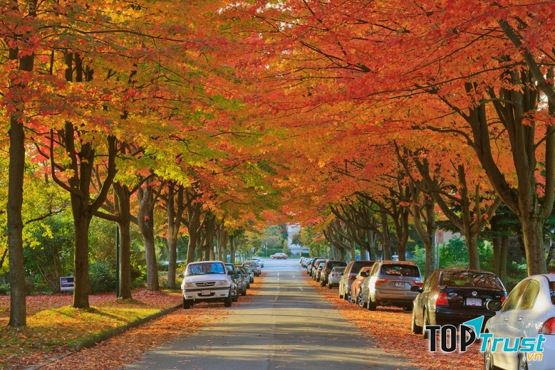 Những con phố ở Vancouver ngập tràn trong những tán cây lá phong mùa thu tuyệt đẹp