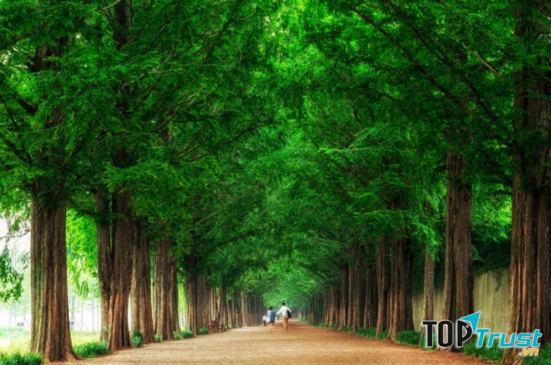 Con đường Thủy Sam vào mùa xuân