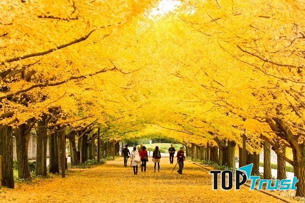 Con đường Thủy Sam vào mùa thu