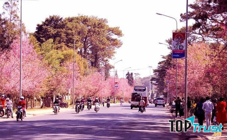 Hoa Mai Anh Đào ở đường Trần Hưng Đạo
