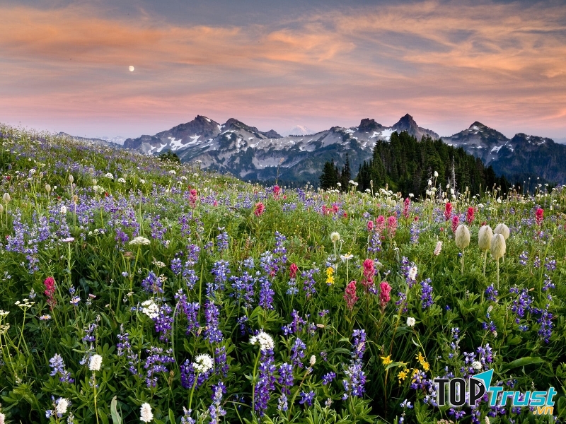 Các loài hoa dại đua nhau khoe sắc