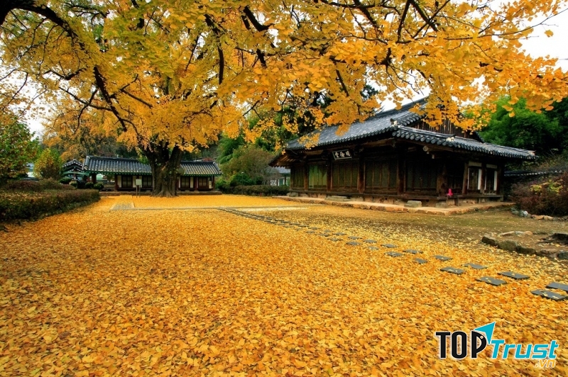 Bách quả khoe mình trong trời thu