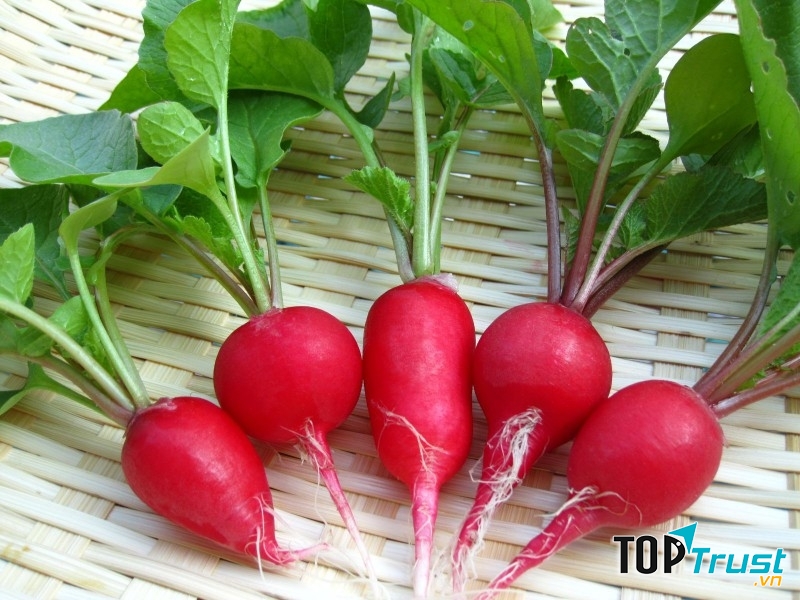 Củ cải đường biến đổi gen kháng thuốc trừ sâu (Nguồn: ICare.vn)