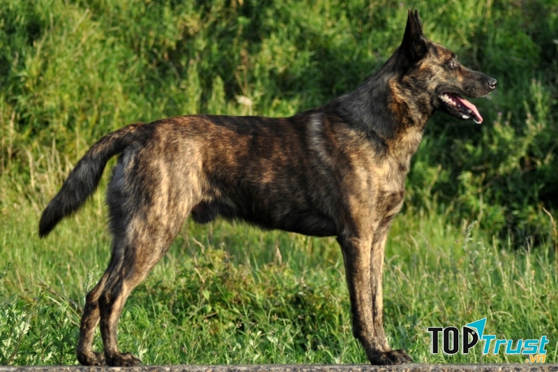 Một con Dutch Shepherd thuần chủng