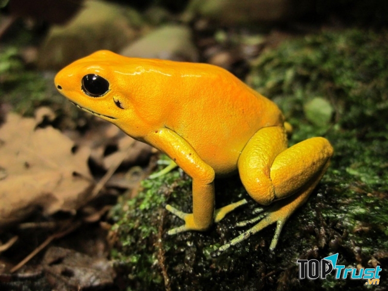 Ếch độc phi tiêu vàng là loài động vật có nọc độc mạnh nhất hành tinh.