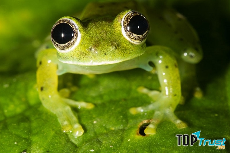 Ếch thủy tinh