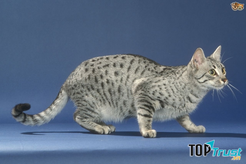 Egyptian Mau có những đổm đen trên lông rất đặc trưng
