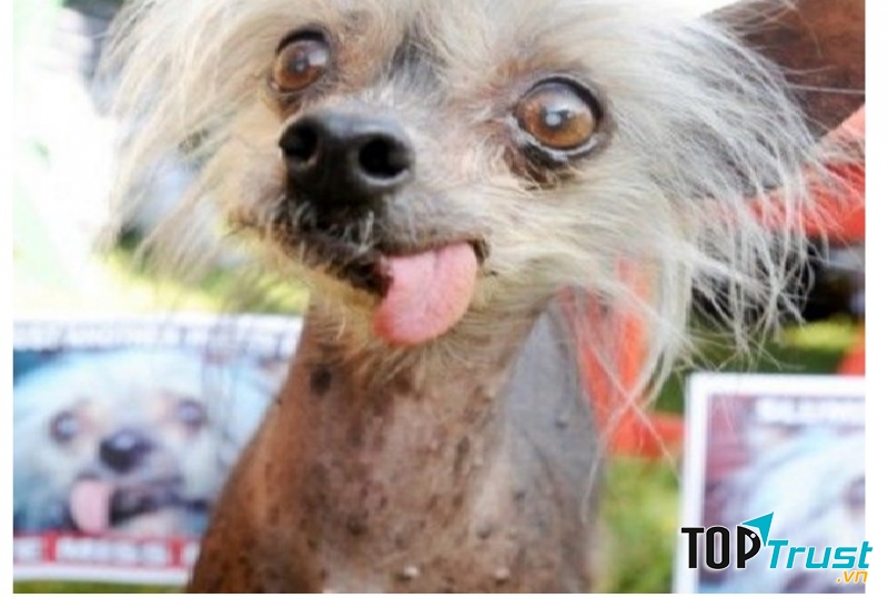 Ellie - Con gái phù thủy