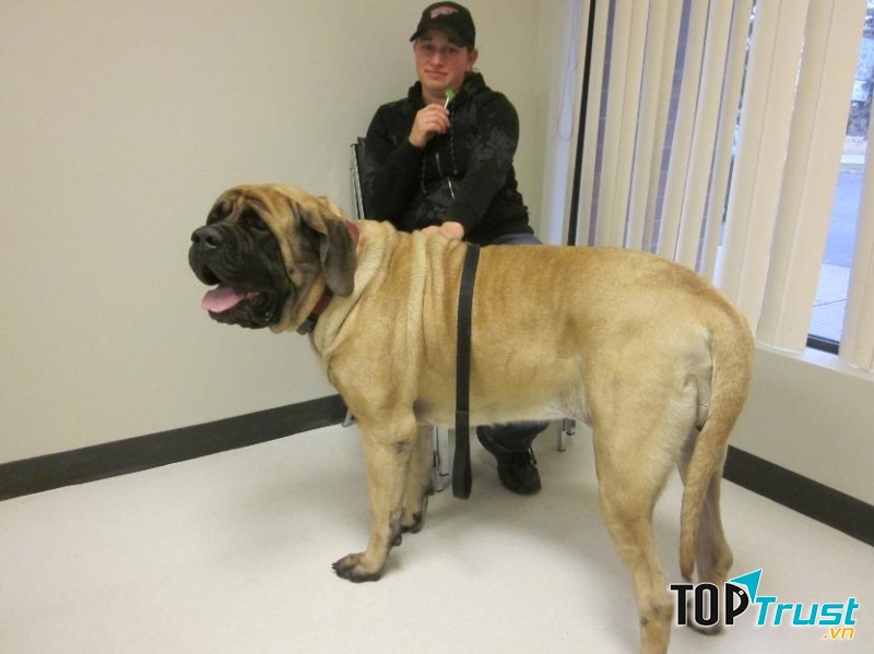 Hình ảnh một chú chó ngao Anh vô cùng to lớn