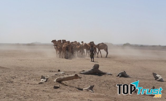 Số người thiệt mạng/năm vì biến đổi khí hậu ở Ethiopia là 100.000 người