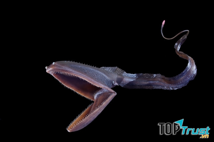 Hình dạng cá Eurypharynx pelecanoides