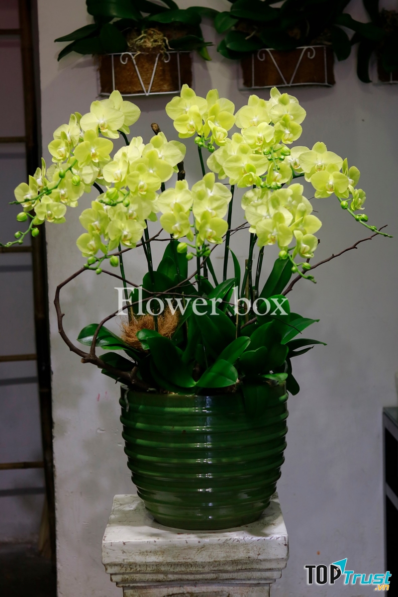 Hình ảnh hoa tươi