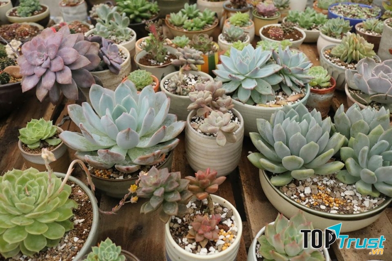 ﻿FlowerLand