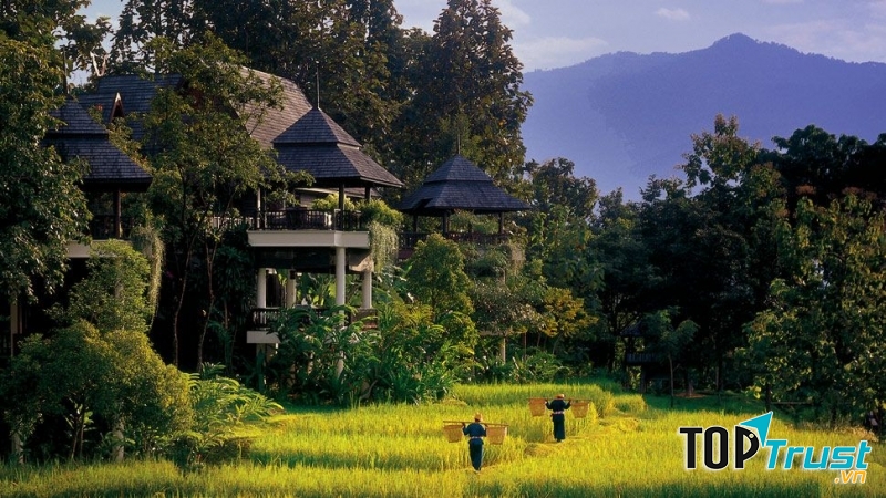 Ruộng bậc thang bên cạnh biệt thự kết hợp độc đáo