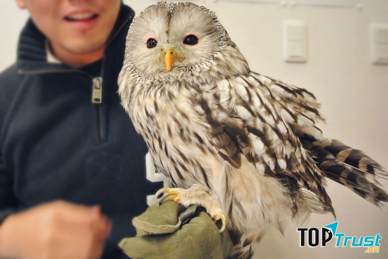 Fukurou Sabou, Kokubunji