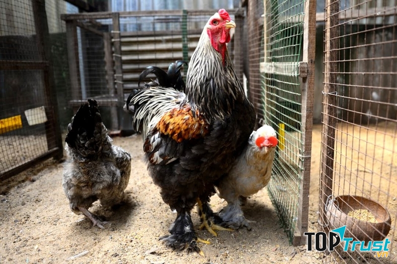 Gà kỳ lân trưởng thành có giá khoảng 25 triệu đồng/cặp trên dưới 10kg/con.