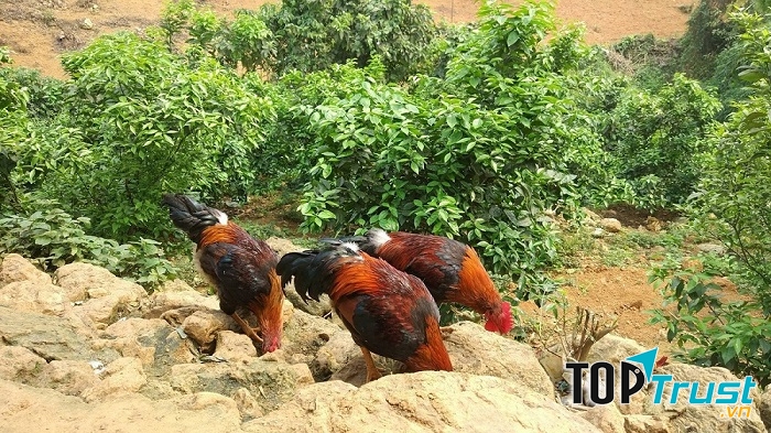 Gà đồi Tiên Yên được thả tự nhiên