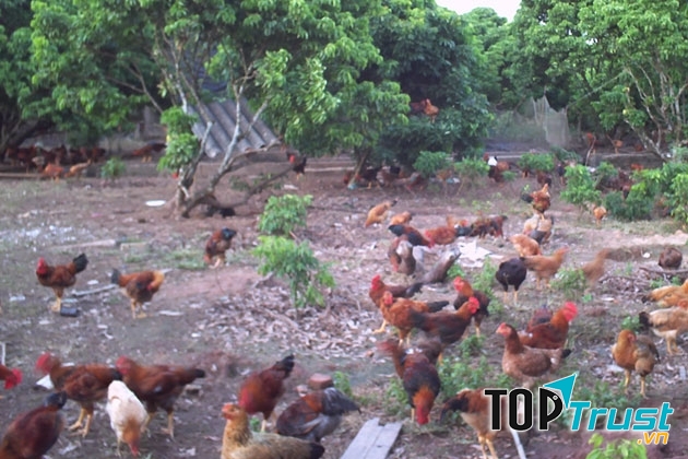 Gà được thả trong vườn hoặc trên đồi nên có không gian hoạt động