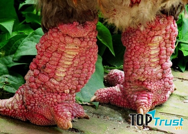 Giống gà này có đặc điểm nổi bật là cặp chân xấu xí, sần sùi, đôi chân to và thô.