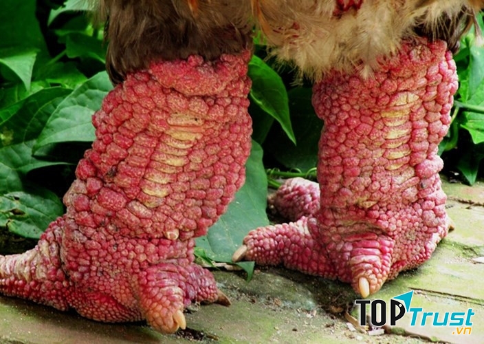 cặp chân xù xì của gà Đông Tảo
