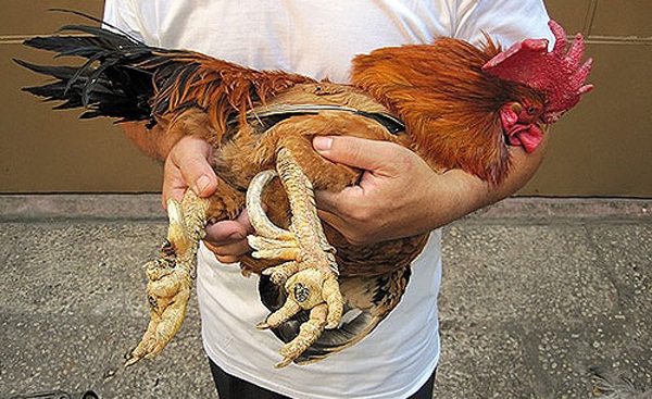 Gà chín cựa quý hiếm.