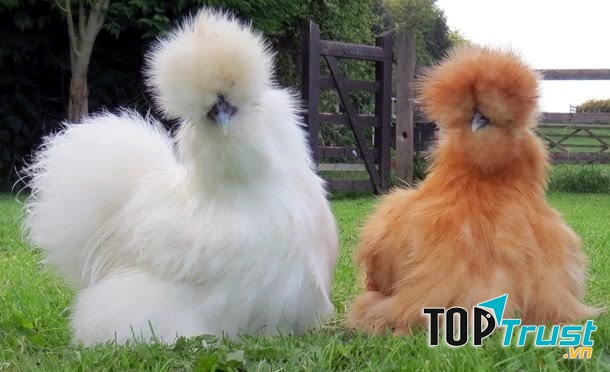 Gà lông xù Silkie