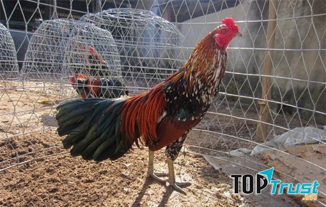 Gà mía cực kỳ được ưa chuộng, đặc biệt trong dịp Tết Nguyên đán.