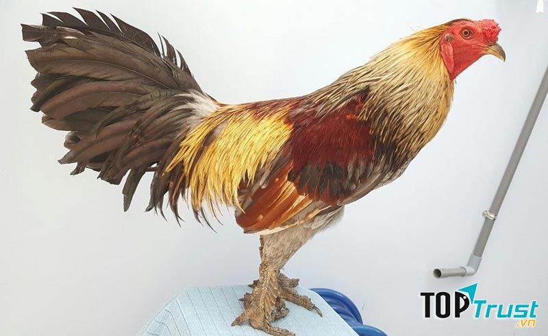 Mỗi con gà nòi vảy rồng có giá từ 3 triệu đồng trở lên, thậm chí có con lên đến 30 triệu đồng