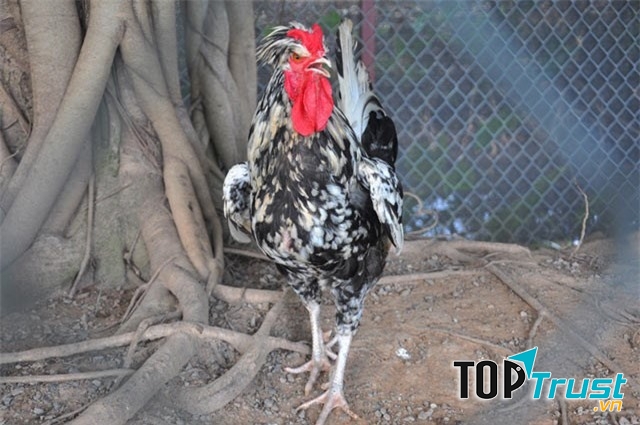Phong thái quý tộc của gà Quý phi
