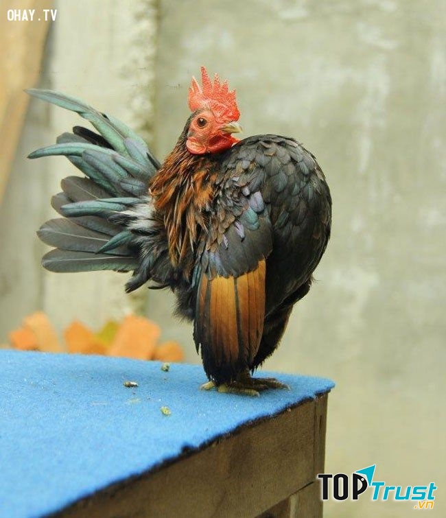 Những chú gà cảnh Serama chỉ cao bằng gang tay nhưng có giá hàng chục triệu đồng.
