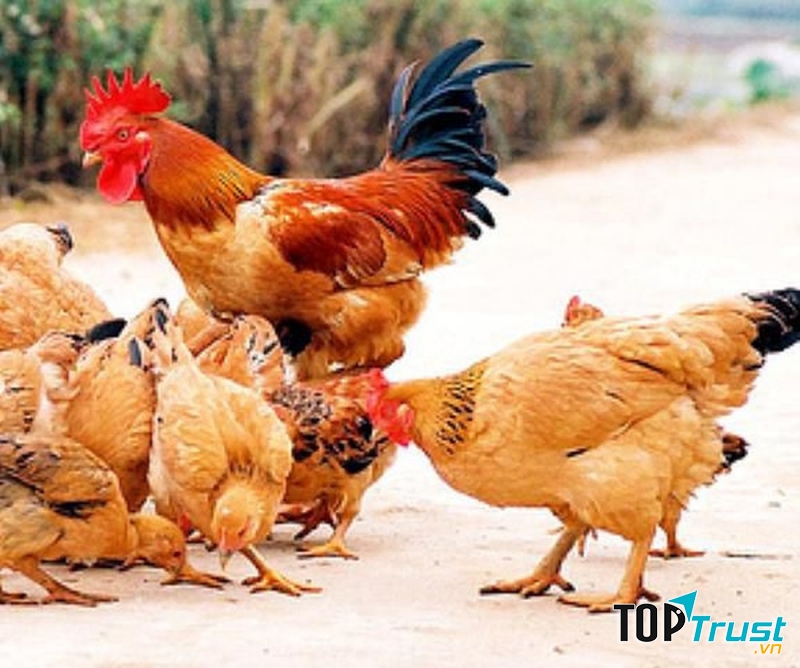 Gà hiện rất được ưa chuộng vì chất lượng thịt cao, dễ nuôi.
