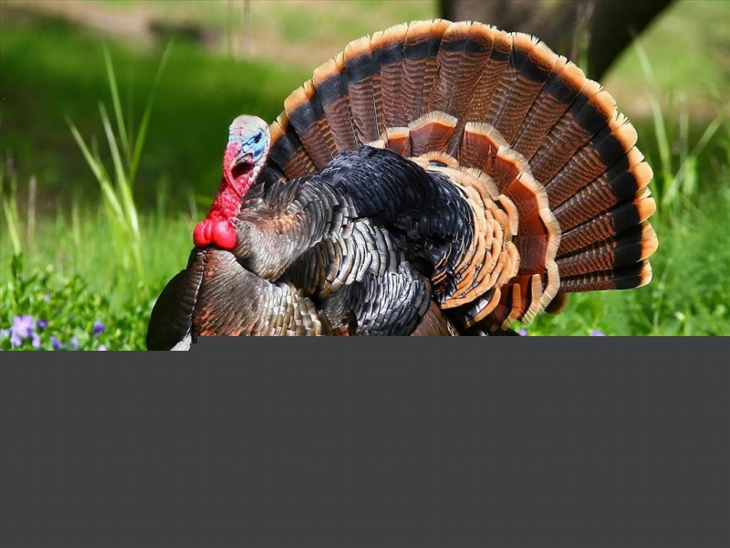 Thịt gà tây giúp tăng lượng protein giữ tóc khỏe mạnh hơn