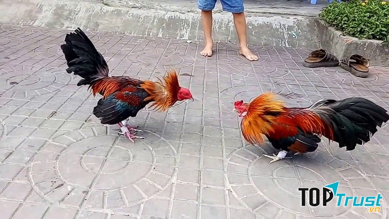 Chọi gà ngày Tết