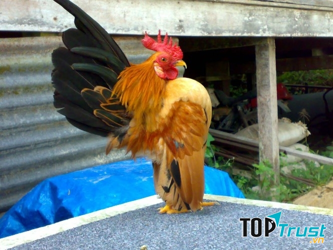 Gà tre Mã Lai được tôn vinh như gà thượng lưu, gà thành phố hay gà vương giả