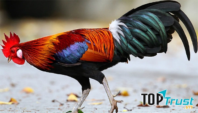 Gà trống tượng trưng cho những đức tính cao đẹp