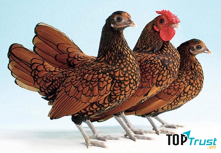 Giá thị trường của một cặp trống mái vào khoảng 6,3 triệu đồng