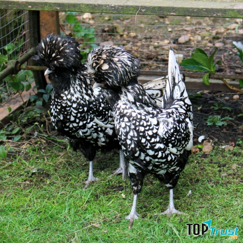 Giá trên thị trường khoảng 1 - 4 triệu một con, là một món quà tết vô cùng sang chảnh