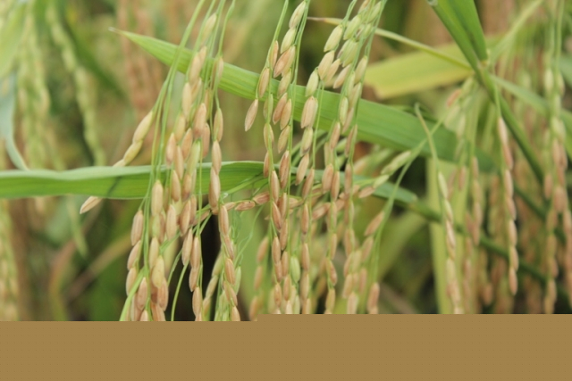 Cách nấu cơm gạo lứt ngon