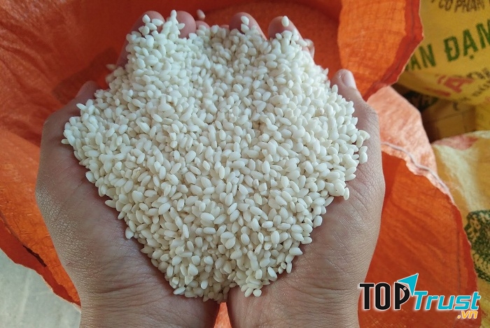 Gạo nếp cái hoa vàng Kinh Môn