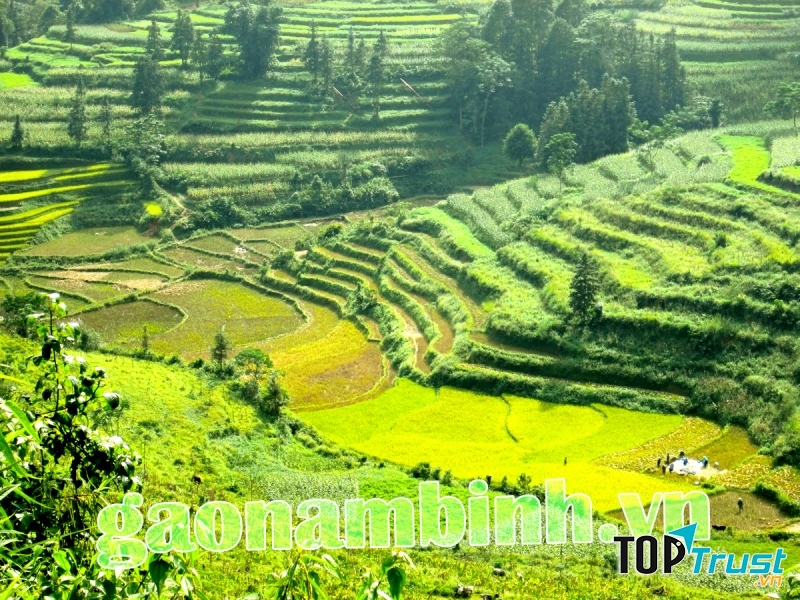 Ruông bậc thang Tây Bắc trồng lúa Phadin