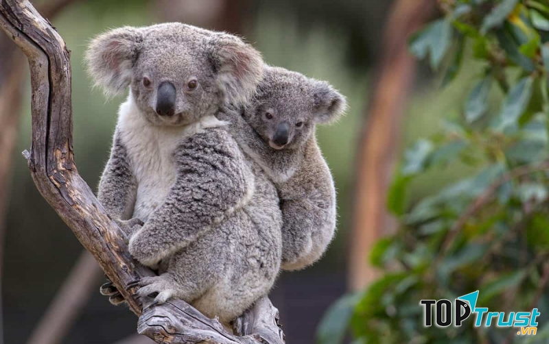 Gấu Koala (gấu túi)