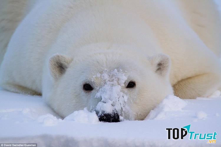 Gấu trắng Bắc Cực