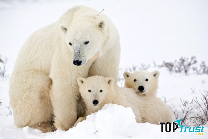 Nơi trú ngụ của gấu trắng Bắc Cực là các mảng băng